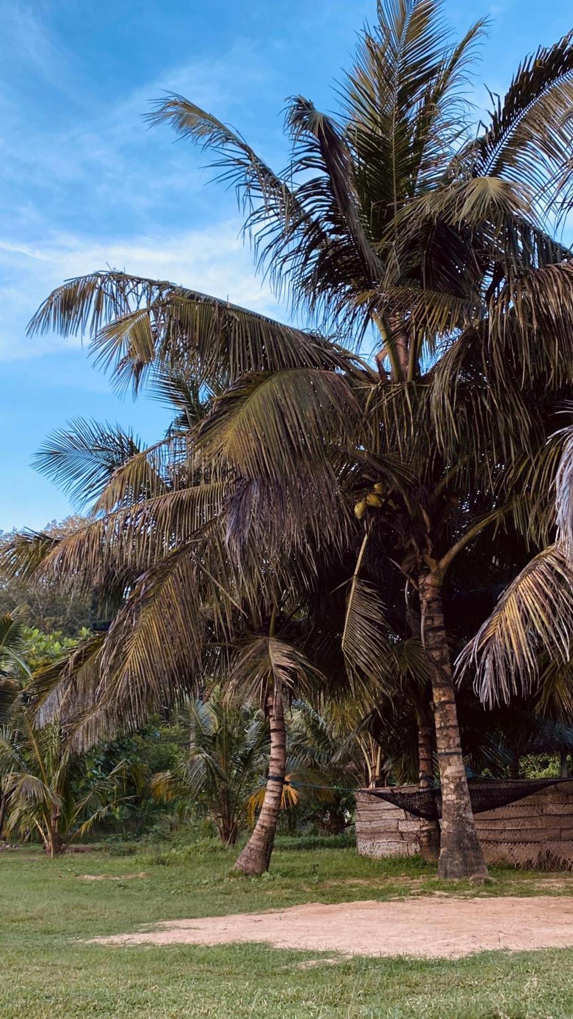 Calma - Surf, Yoga & Coffee On A Private Beach Dikwella Ngoại thất bức ảnh